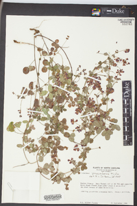 Lespedeza procumbens image