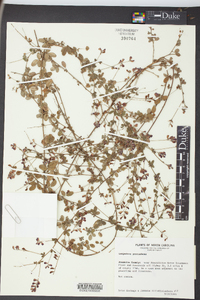 Lespedeza procumbens image