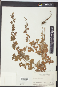 Lespedeza procumbens image