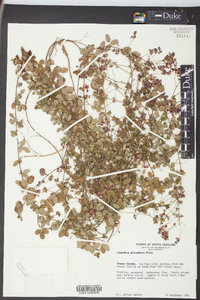 Lespedeza procumbens image