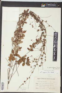 Lespedeza procumbens image