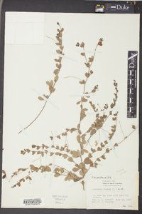 Lespedeza repens image