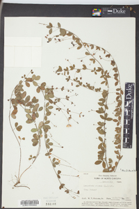 Lespedeza repens image