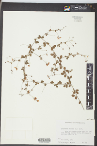 Lespedeza repens image