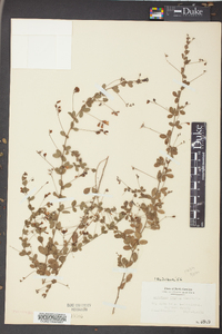 Lespedeza repens image