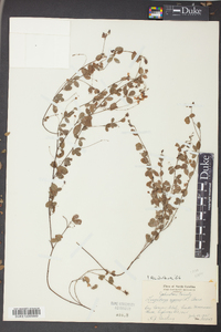 Lespedeza repens image