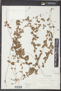 Lespedeza repens image