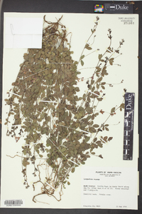 Lespedeza repens image