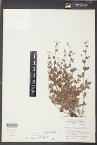 Lespedeza repens image