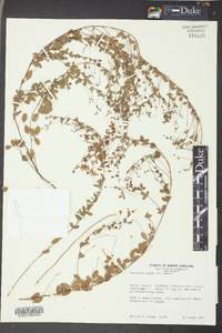 Lespedeza repens image