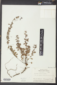 Lespedeza repens image