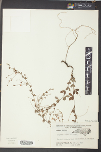 Lespedeza repens image