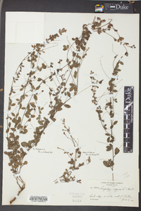 Lespedeza repens image