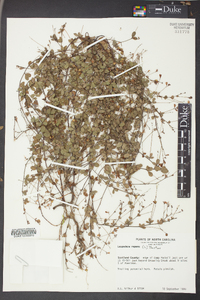 Lespedeza repens image