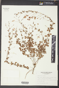 Lespedeza repens image