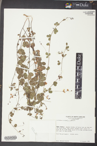 Lespedeza repens image