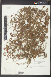 Lespedeza repens image