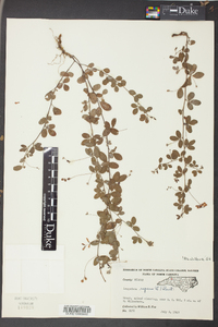 Lespedeza repens image