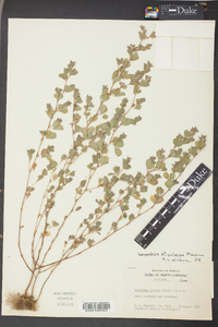 Lespedeza stipulacea image