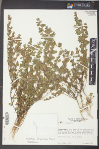 Lespedeza stipulacea image