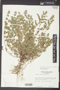 Lespedeza stipulacea image