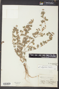 Lespedeza stipulacea image