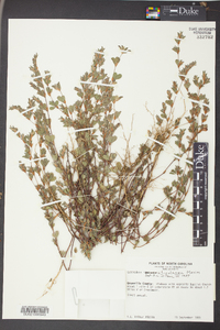 Lespedeza stipulacea image