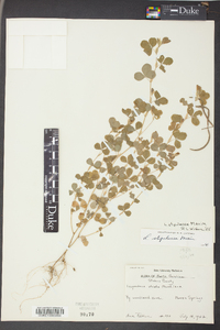 Lespedeza stipulacea image