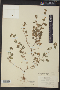 Lespedeza stipulacea image