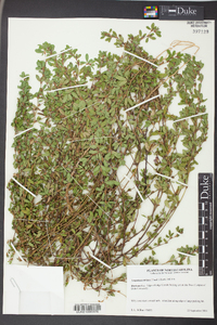 Kummerowia striata image