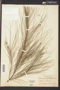 Casuarina equisetifolia image