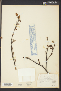 Alnus crispa image