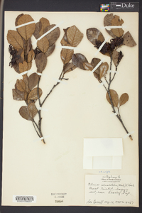 Alnus crispa image