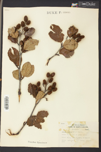 Alnus crispa image