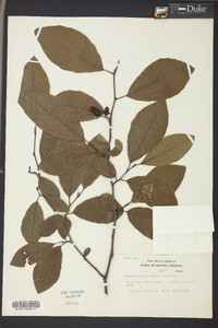 Alnus rugosa image