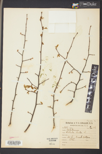 Betula lenta image