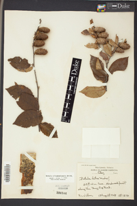 Betula alleghaniensis image