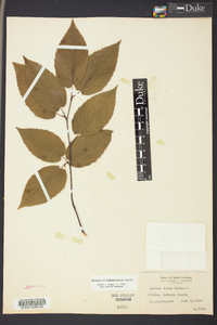 Betula alleghaniensis image