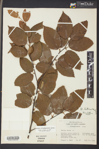 Betula alleghaniensis image