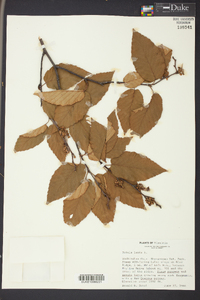 Betula lenta image