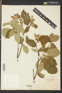 Corylus cornuta image