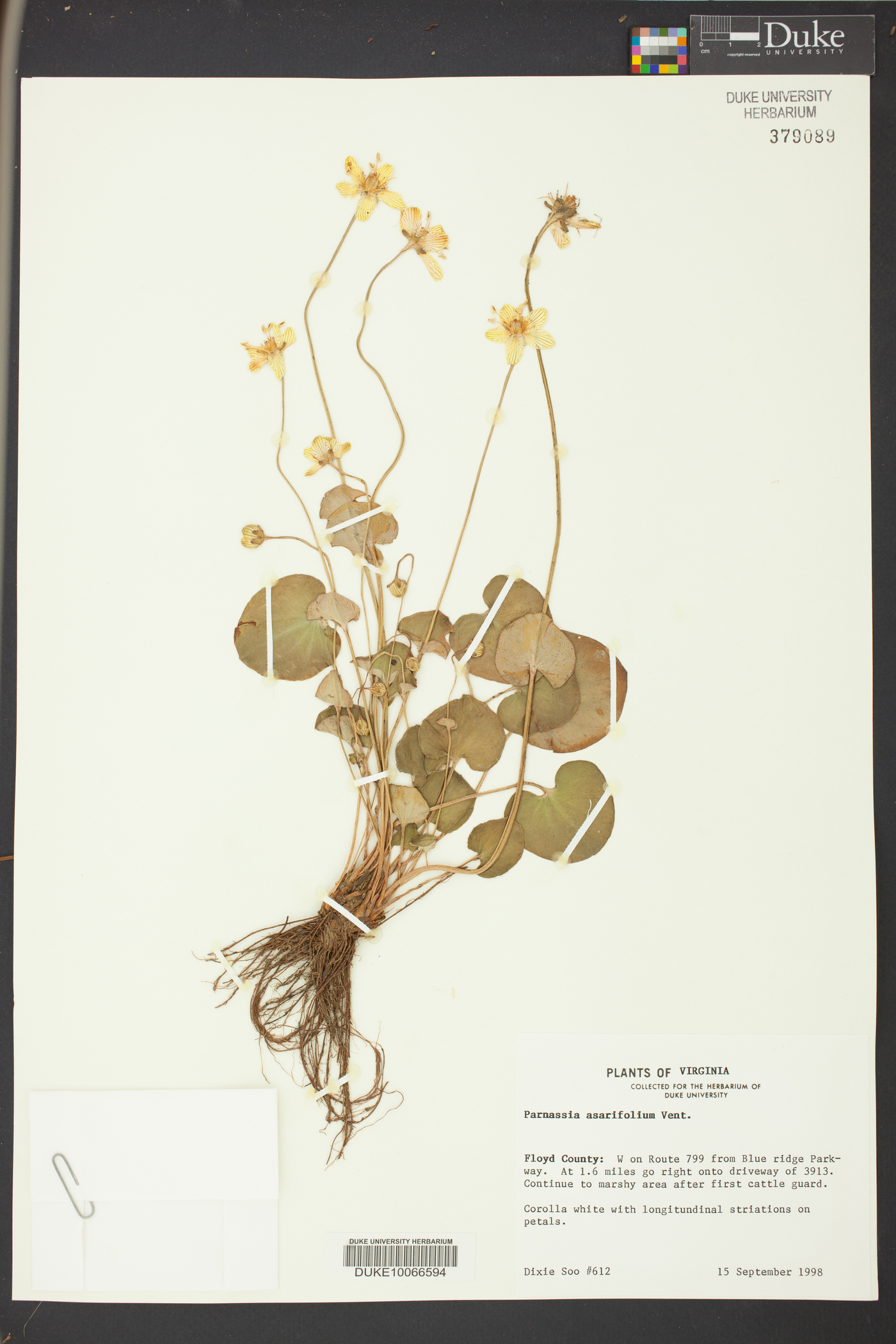 Parnassia asarifolia image