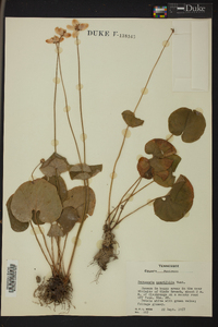 Parnassia asarifolia image