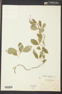 Celastrus scandens image