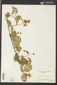 Celastrus scandens image