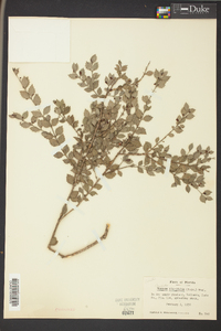 Crossopetalum ilicifolium image