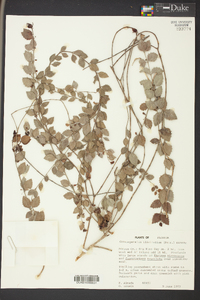 Crossopetalum ilicifolium image