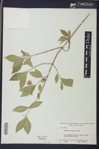 Euonymus obovatus image