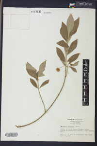 Euonymus obovatus image