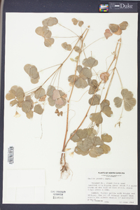 Oxalis grandis image